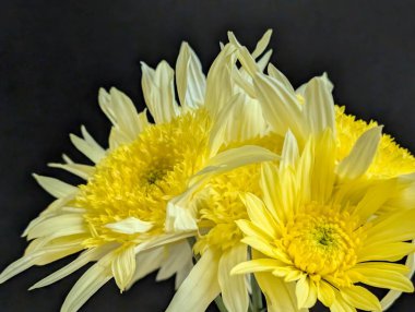 Koyu arka plandaki güzel çiçeklerin yakın görüntüsü, çiçek kavramı           