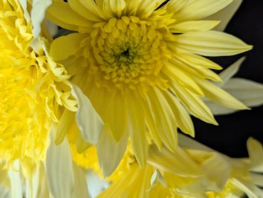 Koyu arkaplanda güzel çiçeklerin manzarasını kapat, doğal duvar kağıdı        