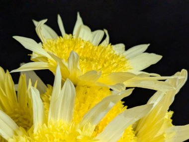 Koyu arkaplanda güzel çiçeklerin manzarasını kapat, doğal duvar kağıdı        