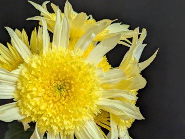 Koyu arkaplanda güzel çiçeklerin manzarasını kapat, doğal duvar kağıdı        