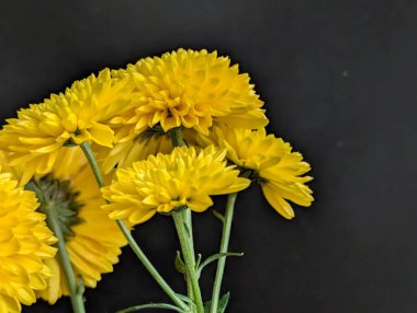 Koyu arkaplanda güzel çiçeklerin manzarasını kapat, doğal duvar kağıdı        