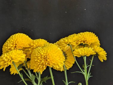 Güzel kasımpatı çiçekleri kapatın, doğa duvar kağıtları         