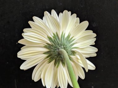 Koyu arkaplandaki güzel çiçeğin yakın görüntüsü, doğal duvar kağıdı.        