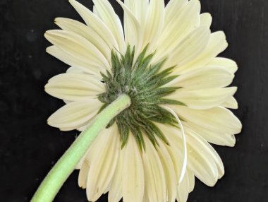 Koyu arkaplandaki güzel çiçeğin yakın görüntüsü, doğal duvar kağıdı.        