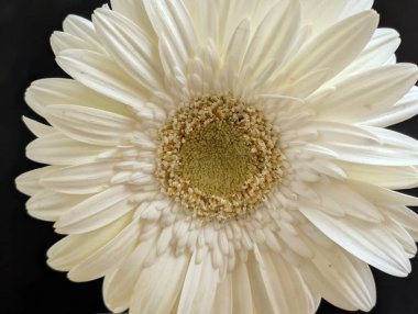 Koyu arkaplandaki güzel çiçeğin yakın görüntüsü, doğal duvar kağıdı.        