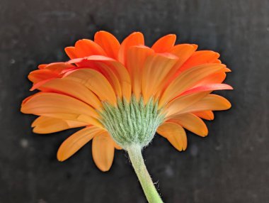 Koyu arkaplandaki güzel çiçeğin yakın görüntüsü, doğal duvar kağıdı.        