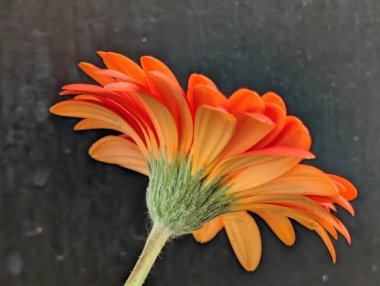 Koyu arka plandaki güzel çiçeğin yakın görüntüsü, çiçek kavramı           