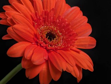 Koyu arkaplandaki güzel çiçeğin yakın görüntüsü, doğal duvar kağıdı.        