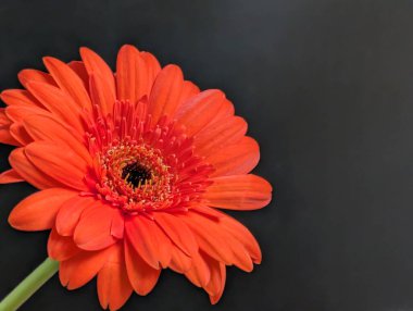 Koyu arkaplandaki güzel çiçeğin yakın görüntüsü, doğal duvar kağıdı.        