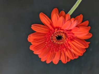 Koyu arkaplandaki güzel çiçeğin yakın görüntüsü, doğal duvar kağıdı.        