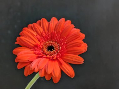 Koyu arka plandaki güzel çiçeğin yakın görüntüsü, çiçek kavramı           