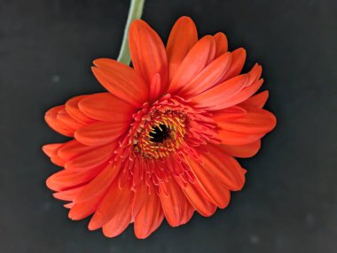 Koyu arka plandaki güzel çiçeğin yakın görüntüsü, çiçek kavramı           