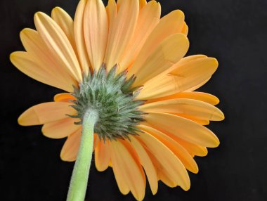 Koyu arka plandaki güzel çiçeğin yakın görüntüsü, çiçek kavramı           