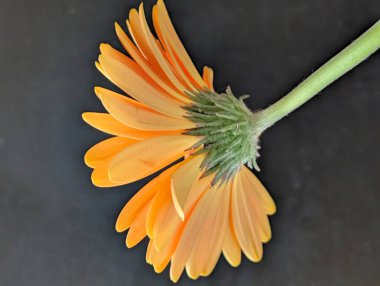 Koyu arka plandaki güzel çiçeğin yakın görüntüsü, çiçek kavramı           