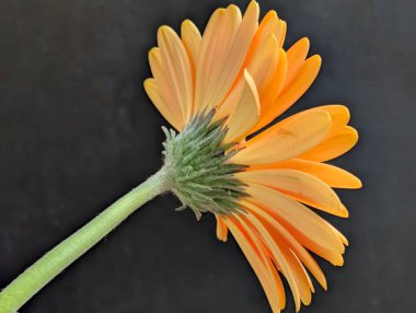 Koyu arkaplandaki güzel çiçeğin yakın görüntüsü, doğal duvar kağıdı.        