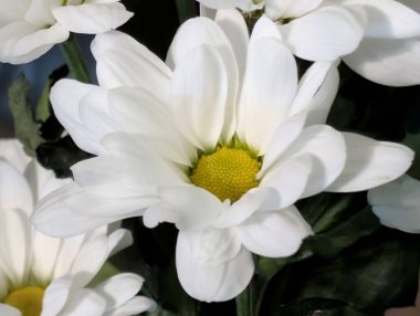 Koyu arkaplanda güzel çiçeklerin manzarasını kapat, doğal duvar kağıdı        