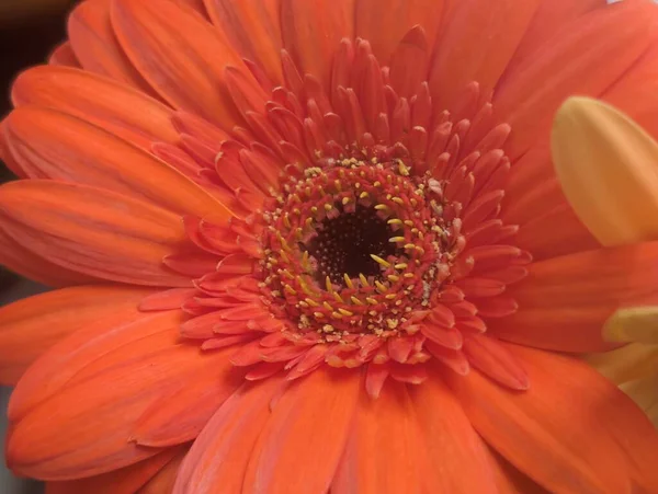 Güzel Gerbera çiçeği, yaz konsepti, yakın görüş.              