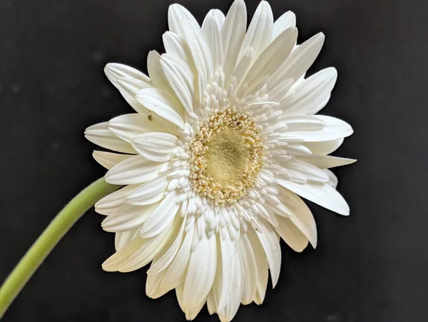 Koyu arkaplandaki güzel çiçeğin yakın görüntüsü, doğal duvar kağıdı.        