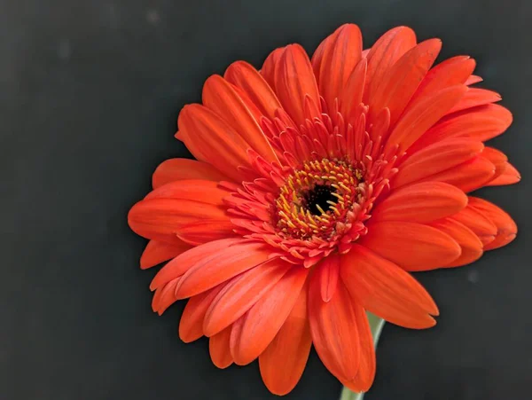 Koyu arka plandaki güzel çiçeğin yakın görüntüsü, çiçek kavramı           