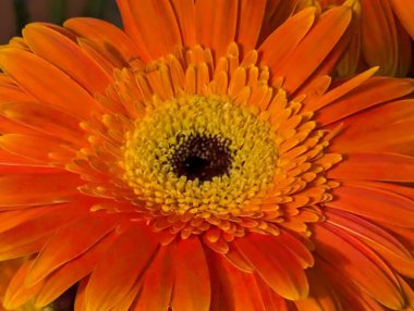 Güzel Gerbera çiçeği, yaz konsepti, yakın görüş.              