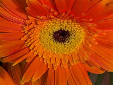 Güzel Gerbera çiçeği, yaz konsepti, yakın görüş.              