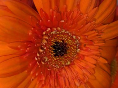 Koyu arkaplanda güzel Gerbera çiçeği 