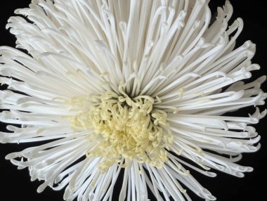 Güzel, narin kasımpatı çiçeğinin yakın görüntüsü          