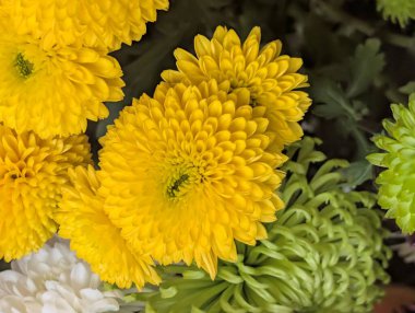 Güzel, narin çiçeklerin, doğal duvar kağıtlarının manzarasını kapat.       