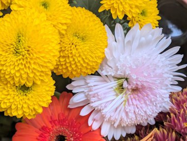 Güzel, narin çiçeklerin, doğal duvar kağıtlarının manzarasını kapat.         