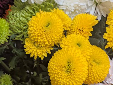 Güzel, narin çiçeklerin, doğal duvar kağıtlarının manzarasını kapat.         