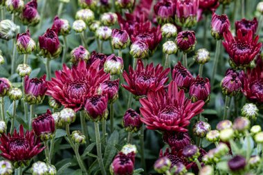 Güzel, narin çiçeklerin, doğal duvar kağıtlarının manzarasını kapat.         