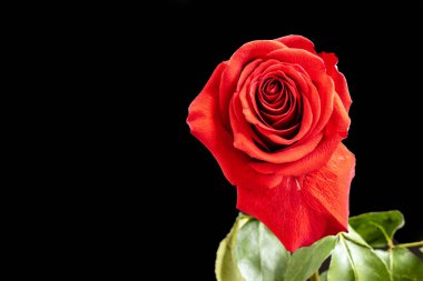 Güzel narin gül çiçeği, yakın görüş.          