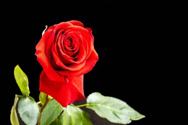 Güzel narin gül çiçeği, yakın görüş.          