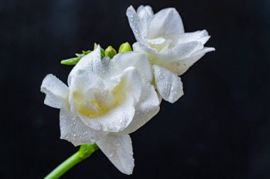 Güzel, narin çiçeklerin, doğal duvar kağıtlarının manzarasını kapat.       