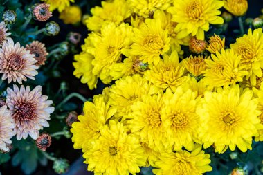 Güzel, narin çiçeklerin, doğal duvar kağıtlarının manzarasını kapat.       