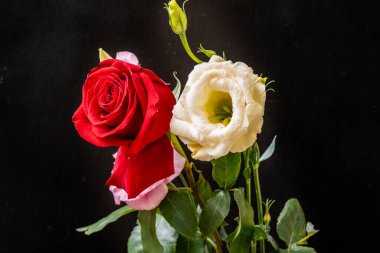 Kırmızı gül buketi ve siyah arka planda Eustoma çiçekleri.