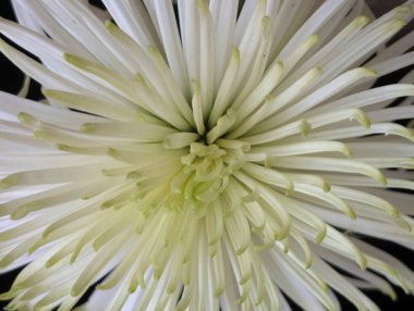 Güzel çiçek açan kasımpatı çiçeğine yakın dur.