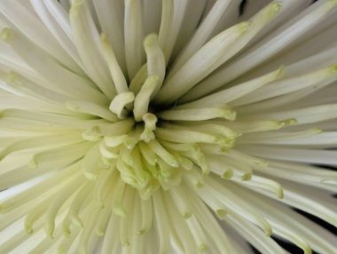 Güzel çiçek açan kasımpatı çiçeğine yakın dur.