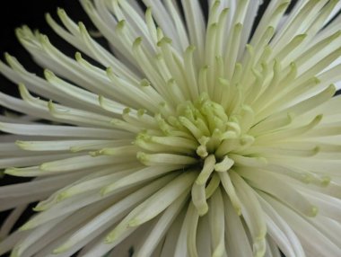 Güzel çiçek açan kasımpatı çiçeğine yakın dur.