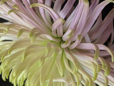 Güzel çiçek açan kasımpatı çiçeğine yakın dur.