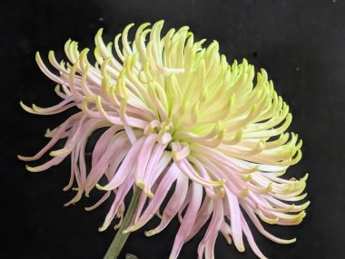 Güzel çiçek açan kasımpatı çiçeğine yakın dur.