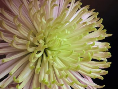 Güzel çiçek açan kasımpatı çiçeğine yakın dur.