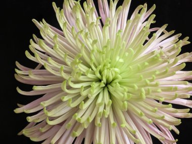 Güzel çiçek açan kasımpatı çiçeğine yakın dur.