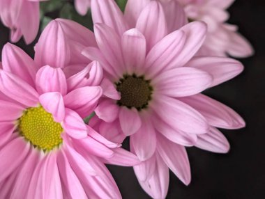 Güzel pembe kasımpatı çiçeklerinin yakın görüntüsü