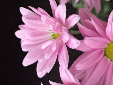 Güzel pembe kasımpatı çiçeklerinin yakın görüntüsü