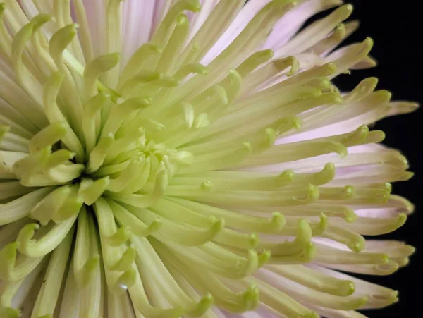 Güzel çiçek açan kasımpatı çiçeğine yakın dur.