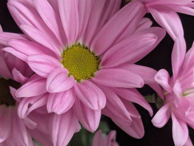 güzel pembe kasımpatı çiçekleri yakın çekim.