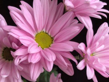 güzel pembe kasımpatı çiçekleri yakın çekim.