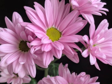 güzel pembe kasımpatı çiçekleri yakın çekim.