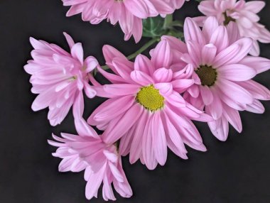 güzel pembe kasımpatı çiçekleri yakın çekim.